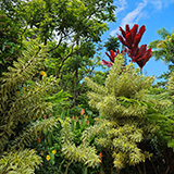 Garden of Eden Arboretum; panorama