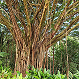 Garden of Eden Arboretum; panorama