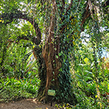 Garden of Eden Arboretum; panorama