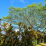 Garden of Eden Arboretum; panorama