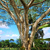 Garden of Eden Arboretum; panorama