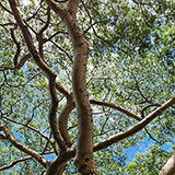 Garden of Eden Arboretum; panorama
