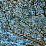 Garden of Eden Arboretum; panorama