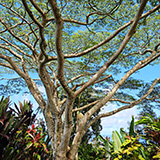Garden of Eden Arboretum; panorama