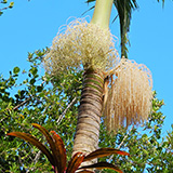 Garden of Eden Arboretum; panorama