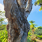 Garden of Eden Arboretum; panorama
