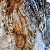 Garden of Eden Arboretum; panorama
