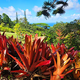 Garden of Eden Arboretum; panorama
