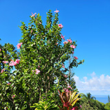 Garden of Eden Arboretum; panorama