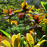 Garden of Eden Arboretum; panorama