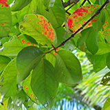 Garden of Eden Arboretum; panorama