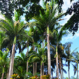 Garden of Eden Arboretum; panorama