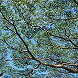 Garden of Eden Arboretum; panorama