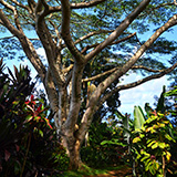 Garden of Eden Arboretum; panorama