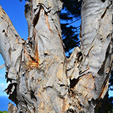 Garden of Eden Arboretum; panorama