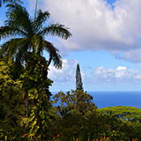 Garden of Eden Arboretum; panorama