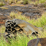 Big Island, South Point Hawaii