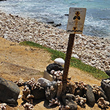 Big Island, South Point Hawaii