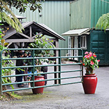 Hawaje, Big Island, Mountain Thunder Coffee Plantation, kawa