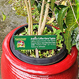 Hawaje, Big Island, Mountain Thunder Coffee Plantation, kawa