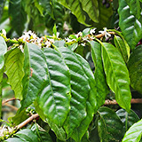 Hawaje, Big Island, Mountain Thunder Coffee Plantation, kawa