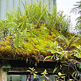 Hawaje, Big Island, Mountain Thunder Coffee Plantation, kawa