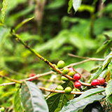 Hawaje, Big Island, Mountain Thunder Coffee Plantation, kawa