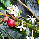Hawaje, Big Island, Mountain Thunder Coffee Plantation, kawa