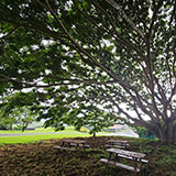 Hawaje, Big Island, Greenwell Farms