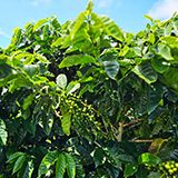 Hawaje, Big Island, Miranda's Farms Coffee Shop