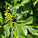 Hawaje, Big Island, Miranda's Farms Coffee Shop