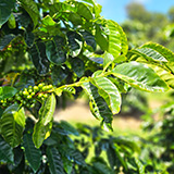 Hawaje, Big Island, Miranda's Farms Coffee Shop