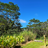 Hawaje, Big Island; Lava Tree State Monument