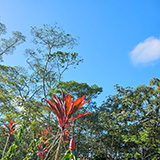 Hawaje, Big Island; Lava Tree State Monument