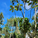 Hawaje, Big Island; Lava Tree State Monument