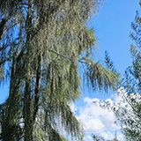 Hawaje, Big Island; Cape Kumukahi, Easternmost Point of Hawaii