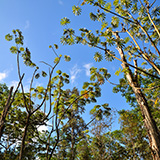 Hawaje, Big Island; Lava Tree State Monument