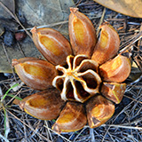 Hawaje, Big Island; Cape Kumukahi, Easternmost Point of Hawaii