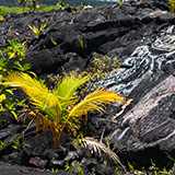 Hawaje, Big Island; Kalapana, Kehena,  Lauhalaland, MacKenzie