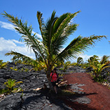 Hawaje, Big Island; Kalapana, Kehena,  Lauhalaland, MacKenzie