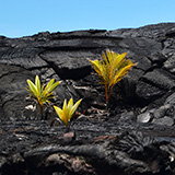 Hawaje, Big Island; Kalapana, Kehena,  Lauhalaland, MacKenzie
