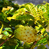 Hawaje, Big Island; Kalapana, Kehena,  Lauhalaland, MacKenzie