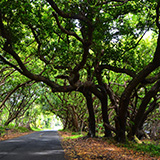 Hawaje, Big Island; Kalapana, Kehena, Lauhalaland, MacKenzie