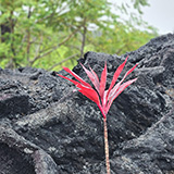 Hawaje, Big Island; Leilani Estates
