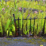 Hawaje, Big Island; Leilani Estates