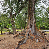 Hawaje, Big Island; Kalapana, Kehena,  Lauhalaland, MacKenzie