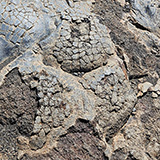 Hawaje; Puuloa Petroglyphs (Big Island, Hawaii Volcanoes National Park, Kahaualeʻa Natural Area Reserve)
