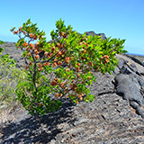 Hawaje; Puuloa Petroglyphs (Big Island, Hawaii Volcanoes National Park, Kahaualeʻa Natural Area Reserve)