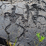 Hawaje; Puuloa Petroglyphs (Big Island, Hawaii Volcanoes National Park, Kahaualeʻa Natural Area Reserve)