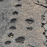 Hawaje; Puuloa Petroglyphs (Big Island, Hawaii Volcanoes National Park, Kahaualeʻa Natural Area Reserve)